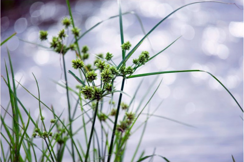 nussgrass-ein-süssgras-ein-ayurvedisches-heilkraut-in-kerala-spezial