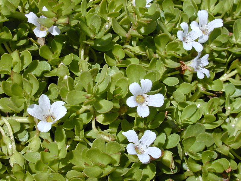 kleines-fettblatt-ayurvedisches-heilkraut-für-das-gedächtsnis
