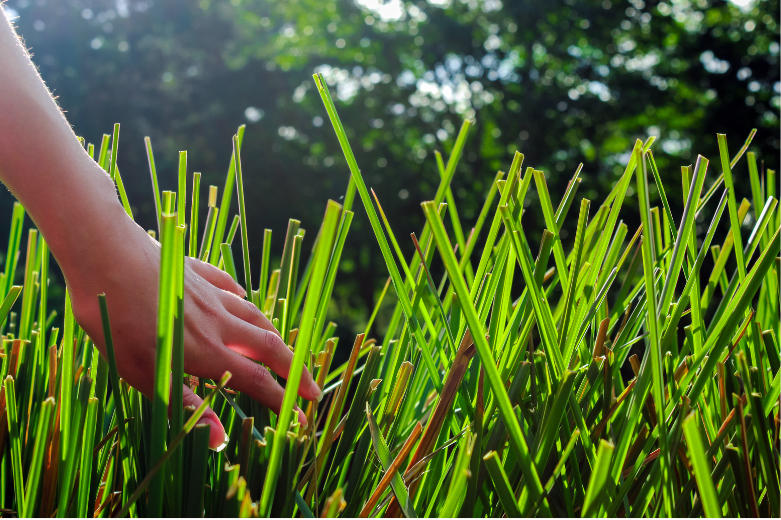 vetiver-ein-ayurvedisches-heilkraut-in-kerala-spezial